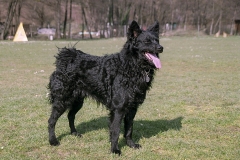 2007-03-17